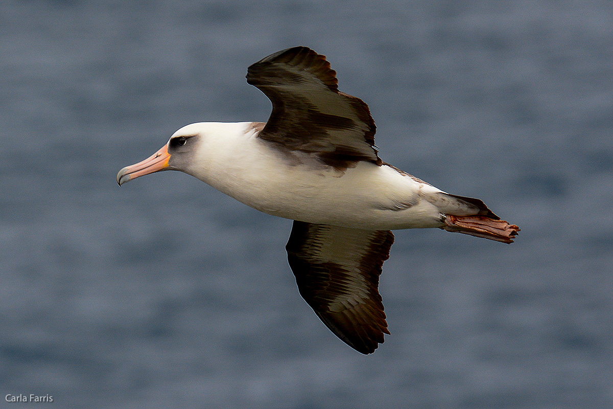 Albatross