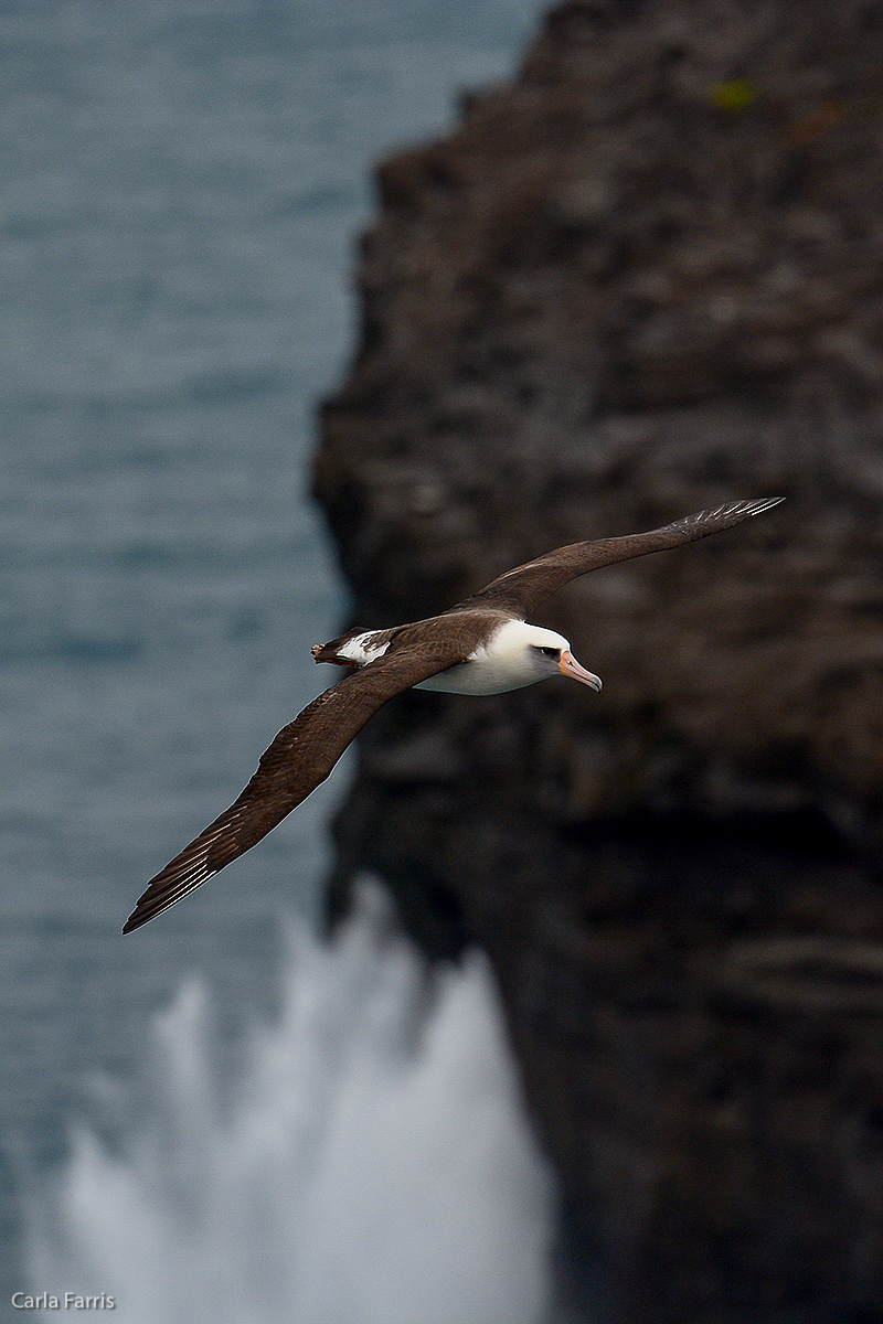 Albatross