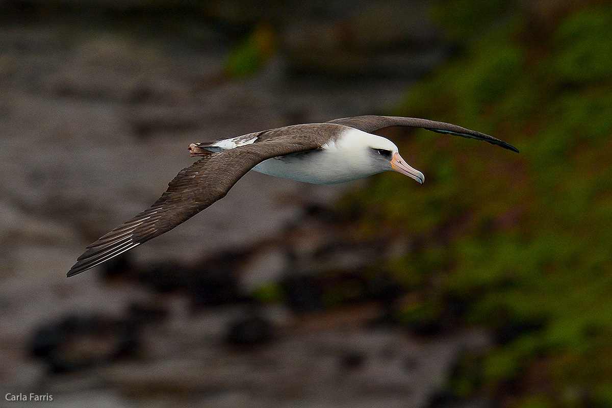 Albatross