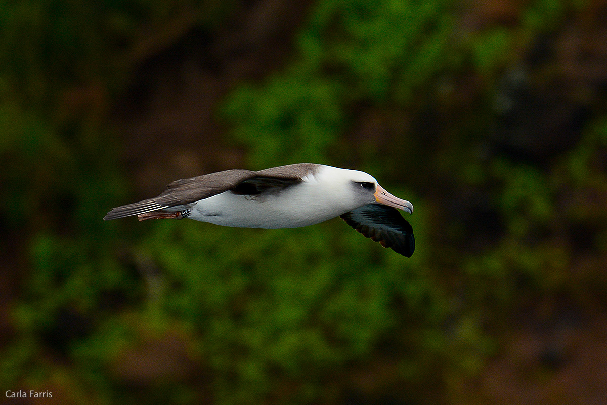 Albatross