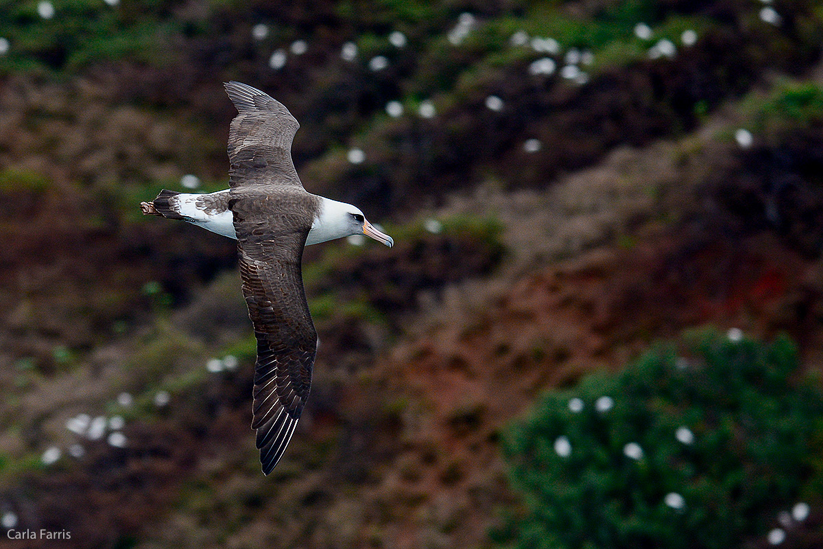 Albatross