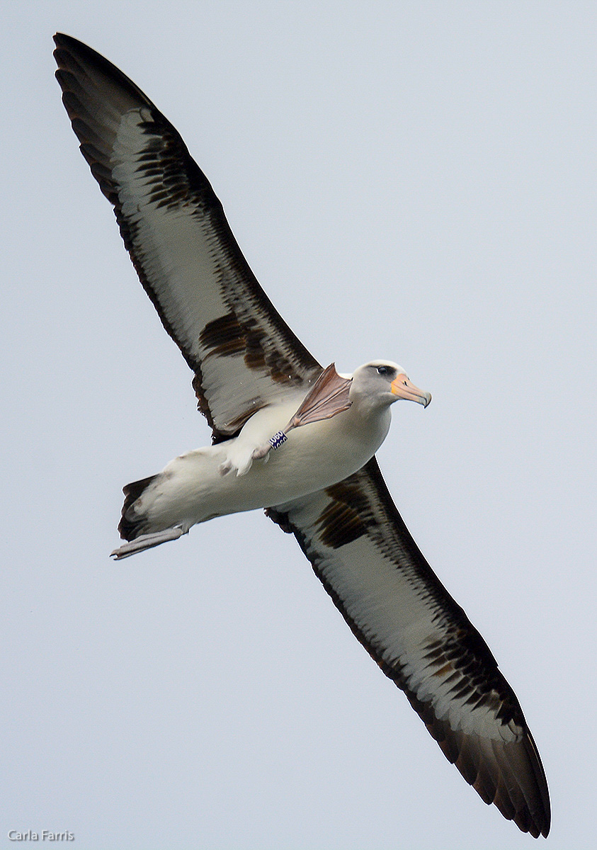 Albatross