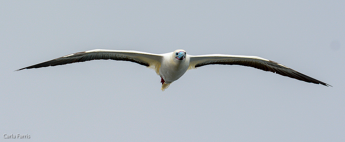 Red-Footed Booby