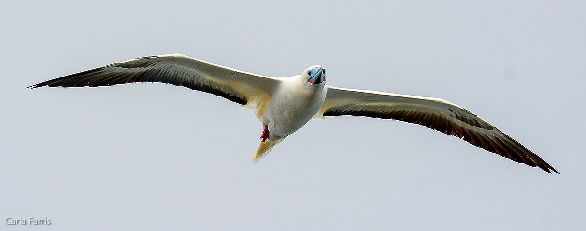 Red-Footed Booby