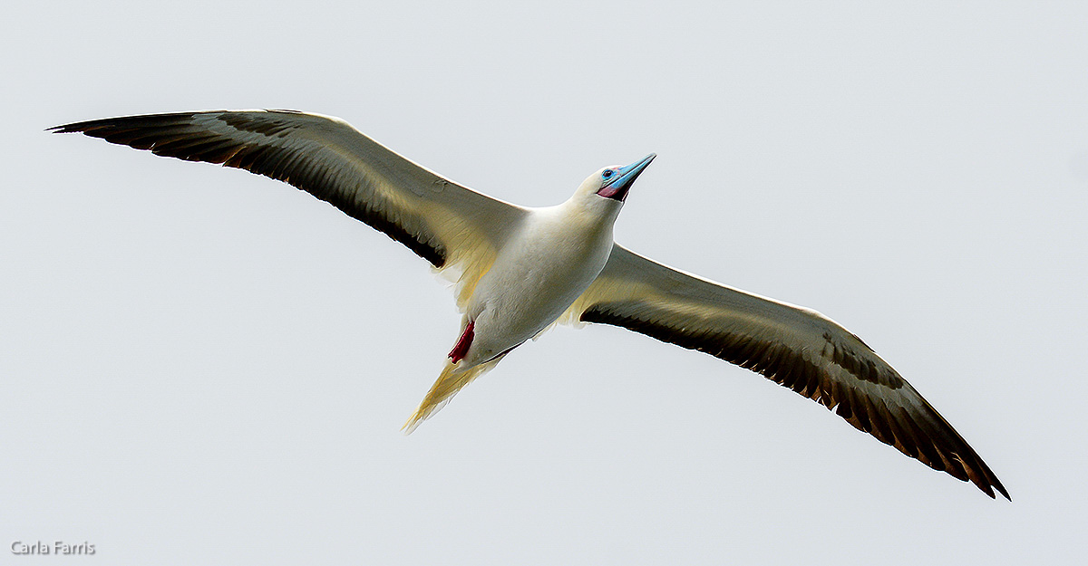 Red-Footed Booby