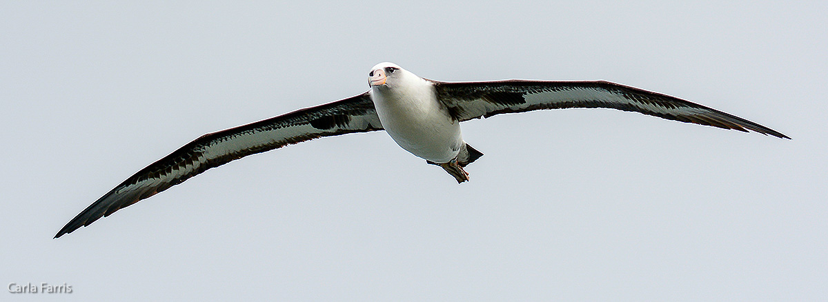 Albatross