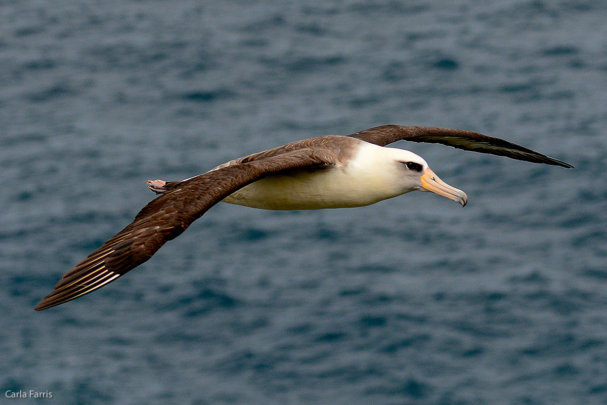 Albatross