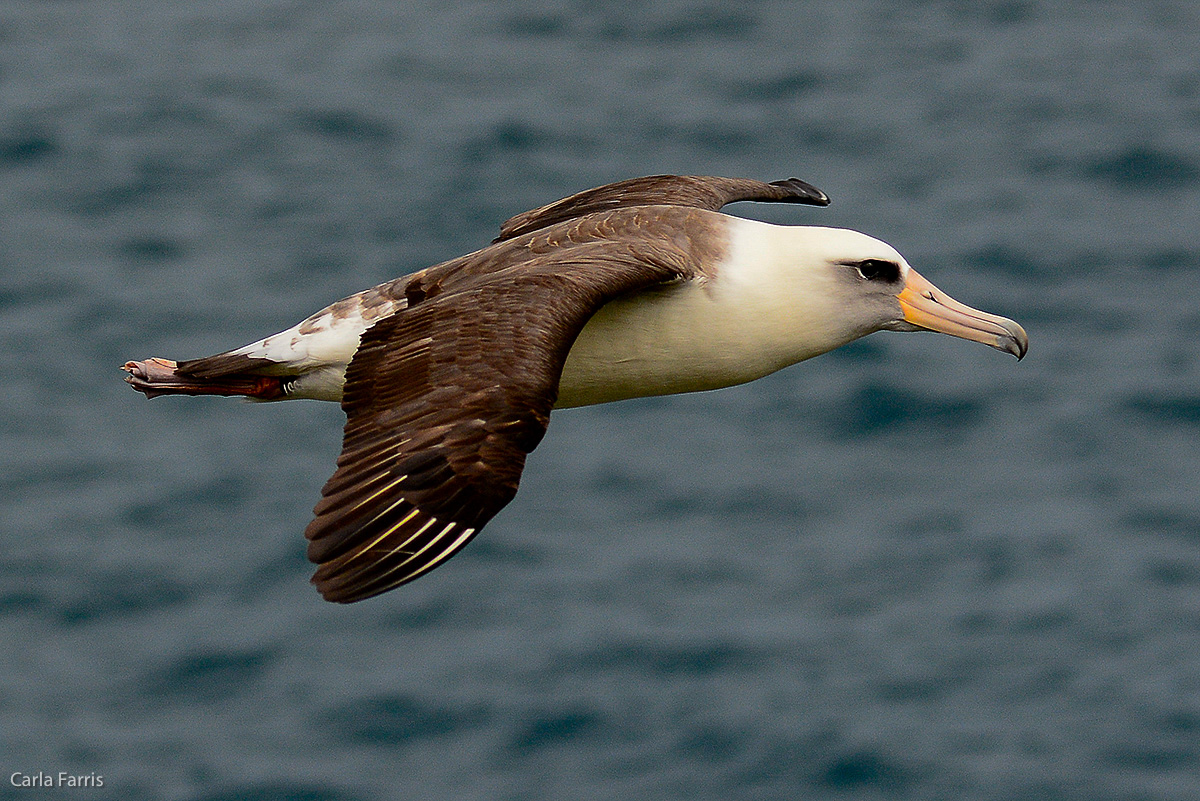 Albatross