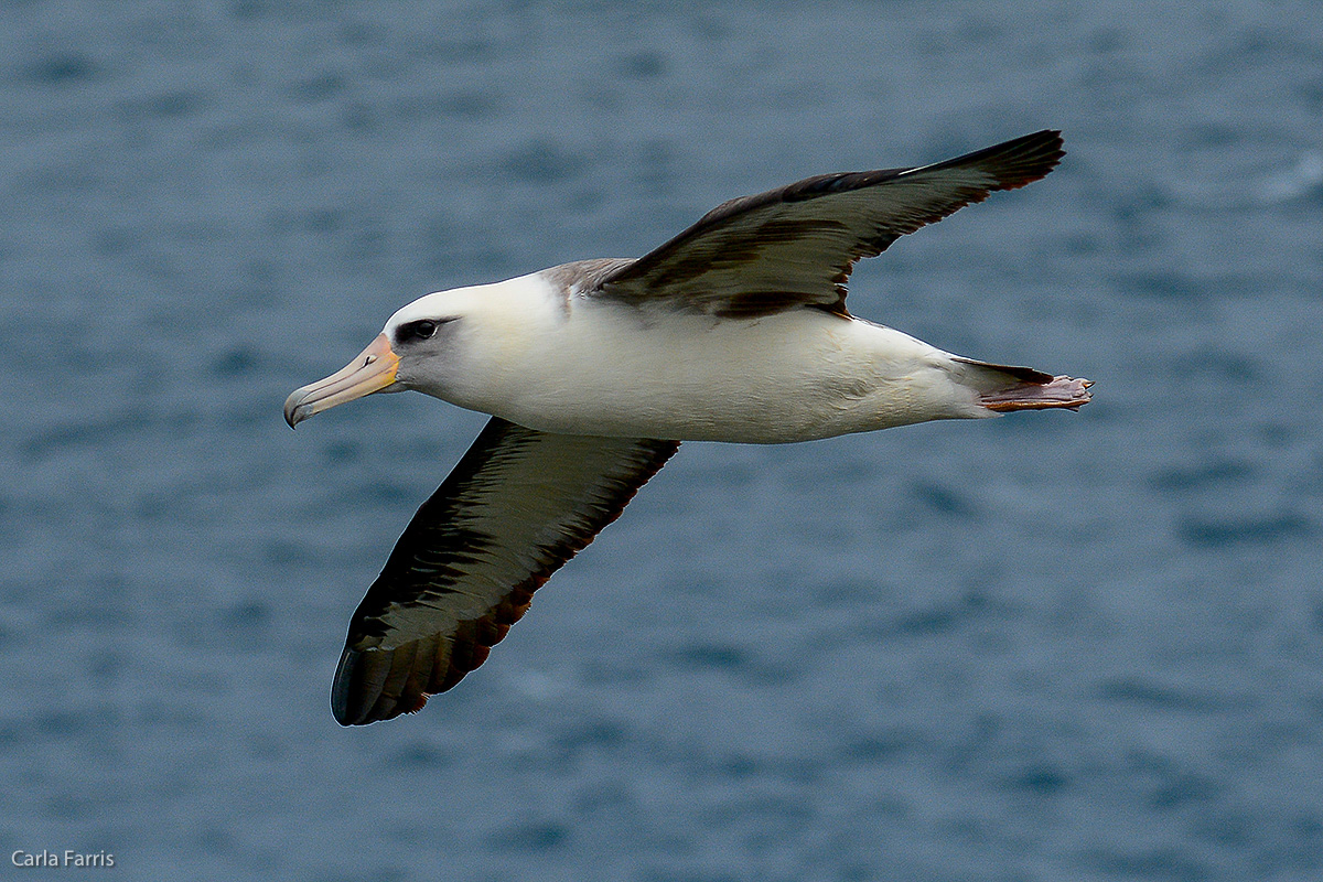 Albatross