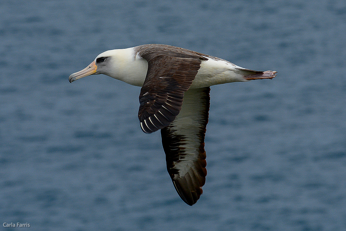 Albatross