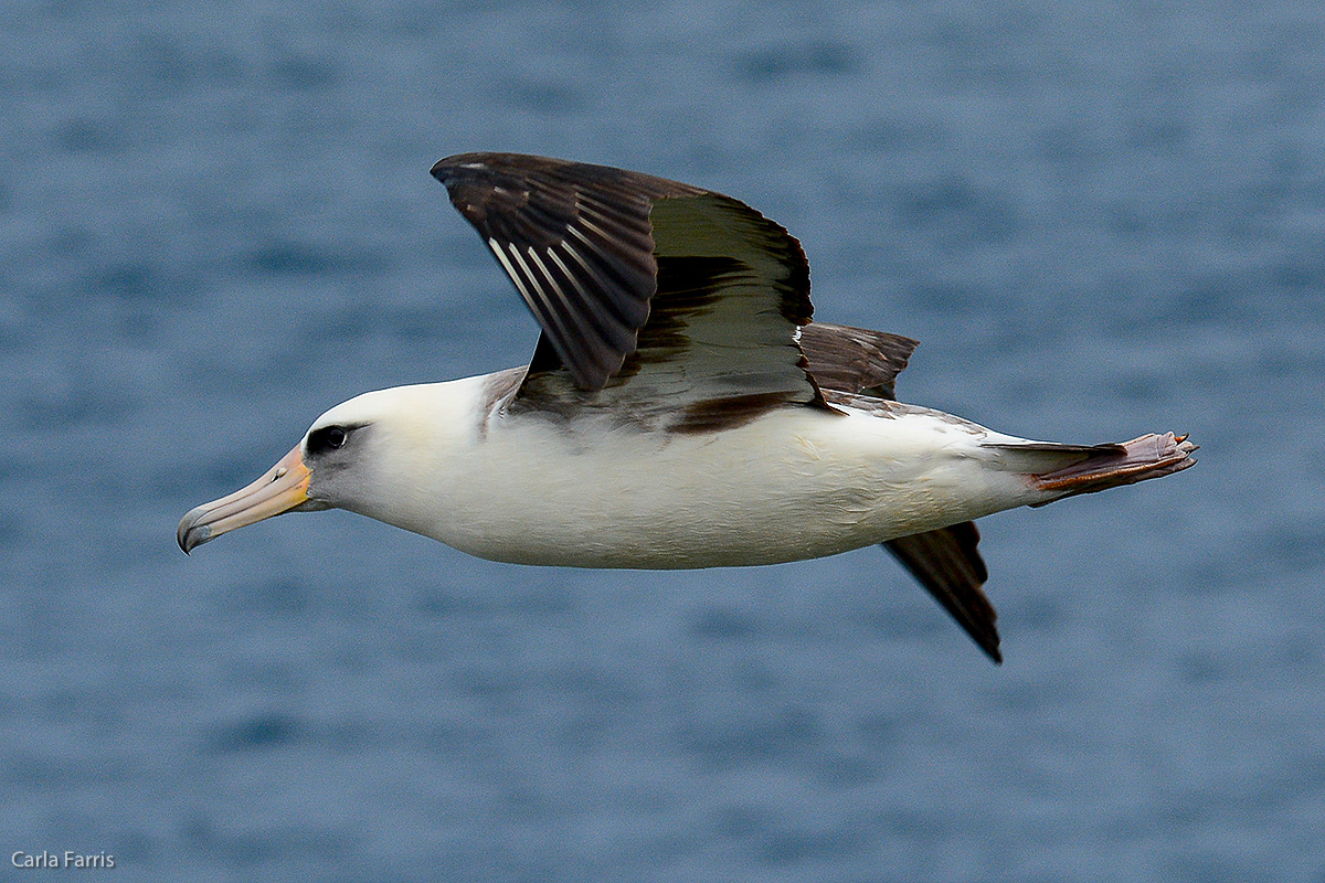 Albatross