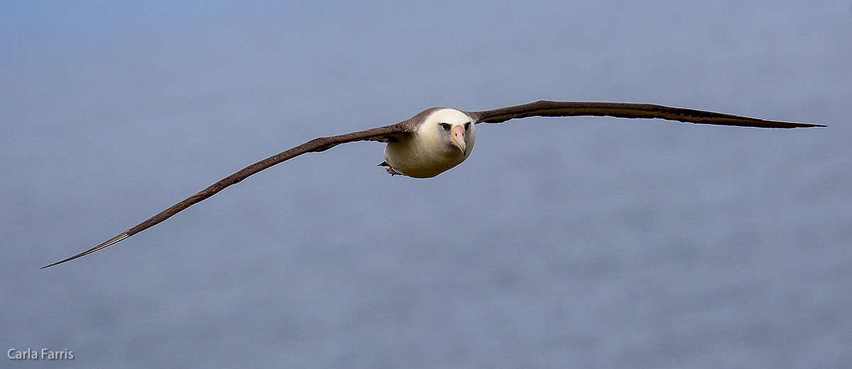 Albatross