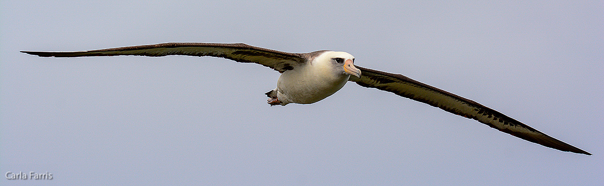 Albatross