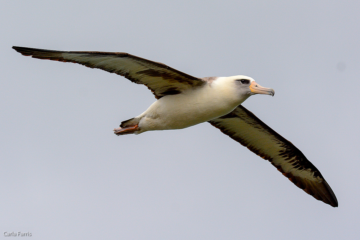 Albatross