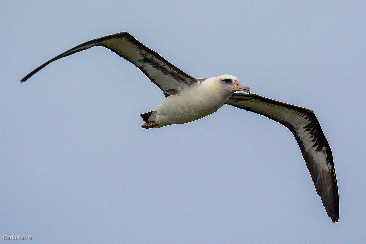 Albatross