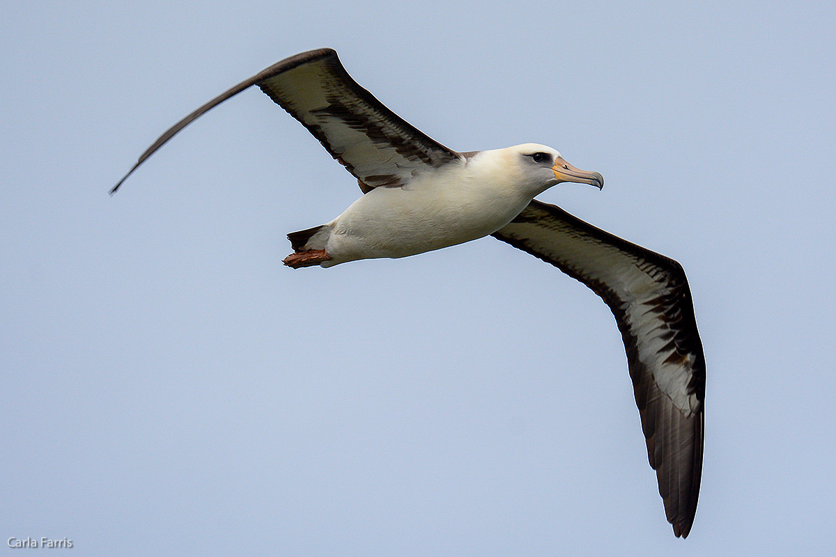 Albatross