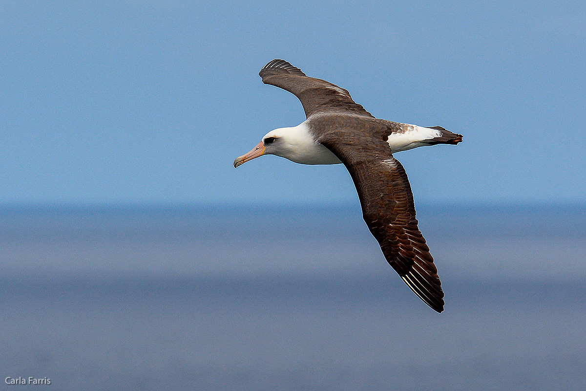 Albatross