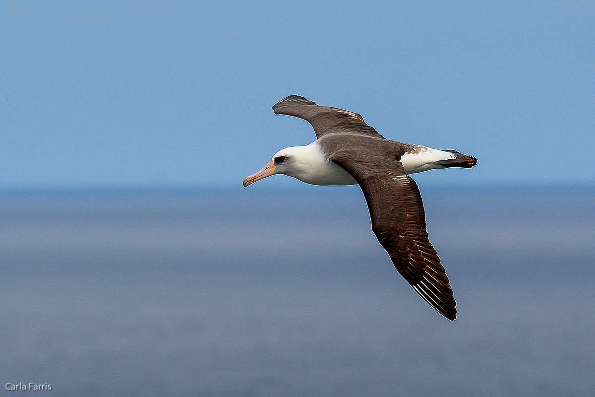 Albatross