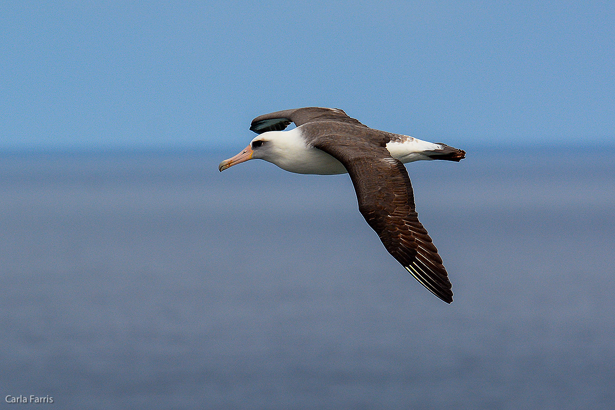 Albatross