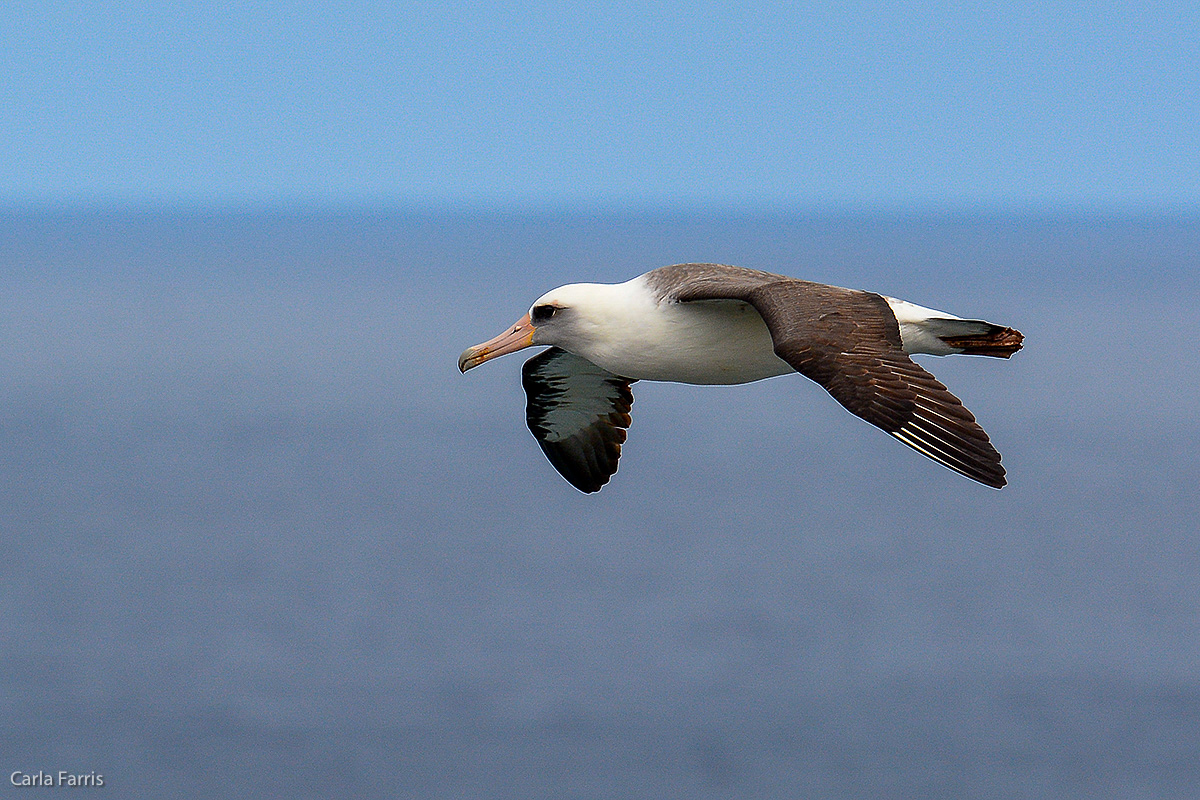 Albatross