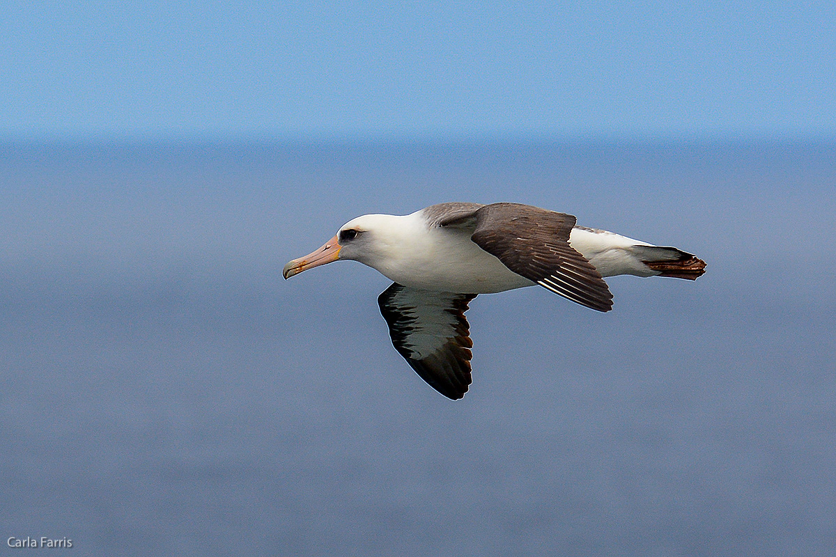 Albatross