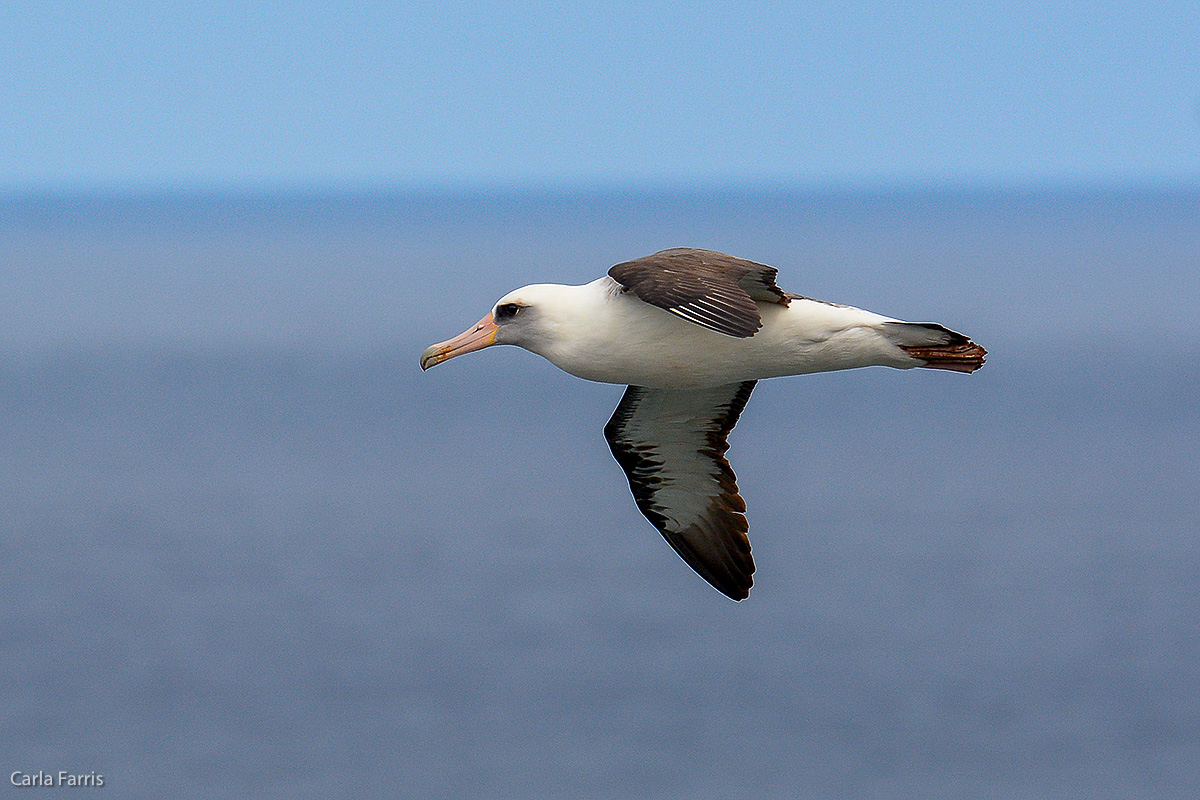 Albatross