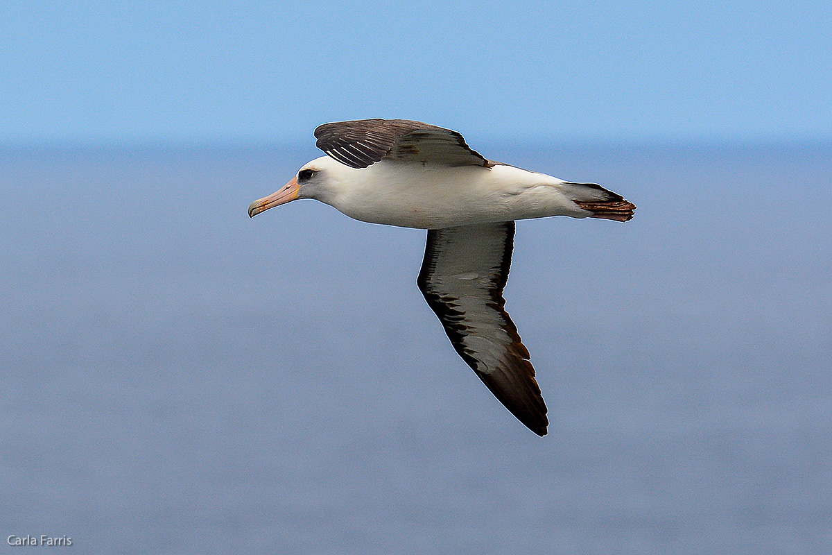 Albatross