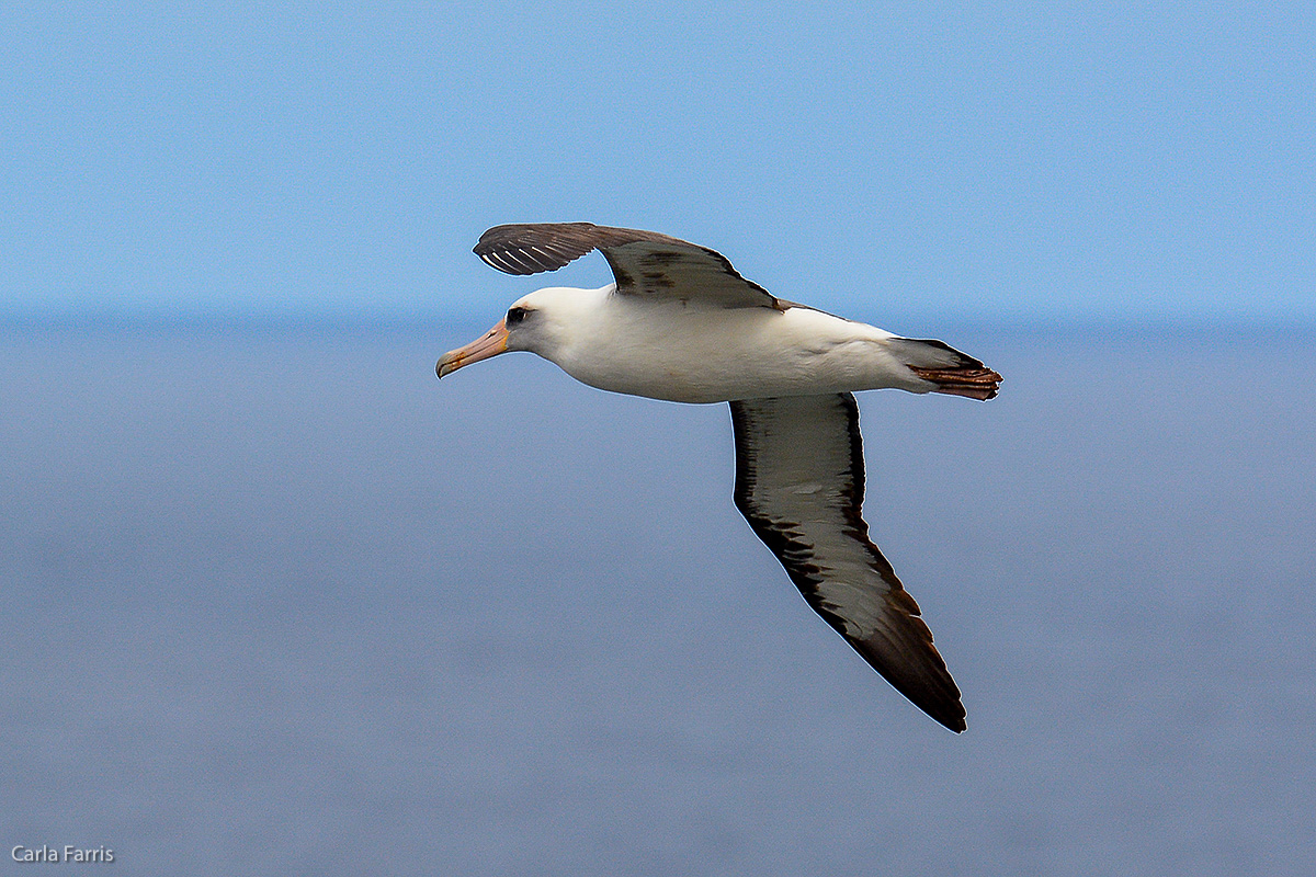 Albatross