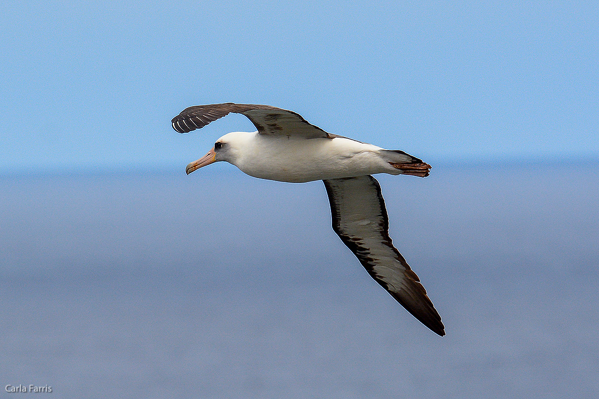 Albatross