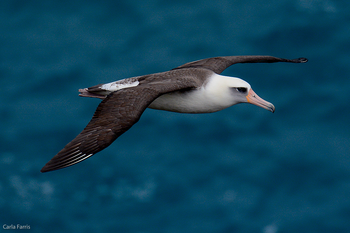 Albatross