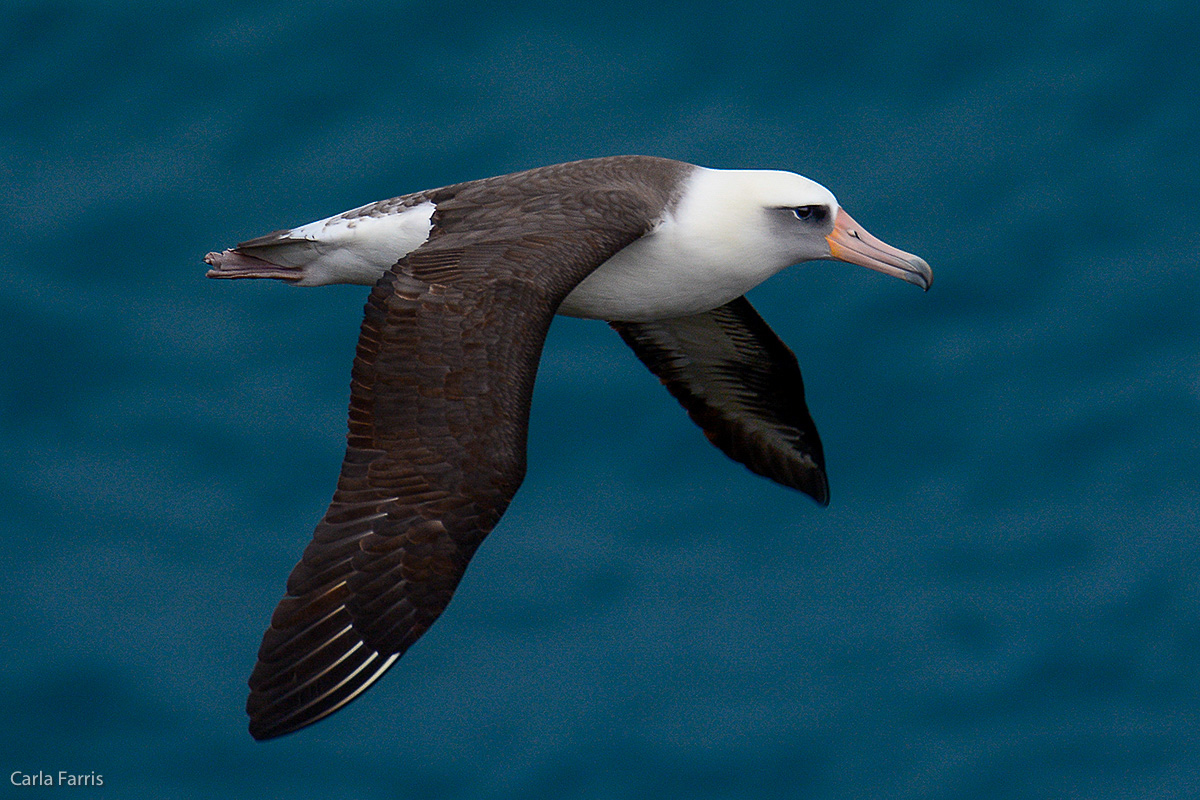 Albatross