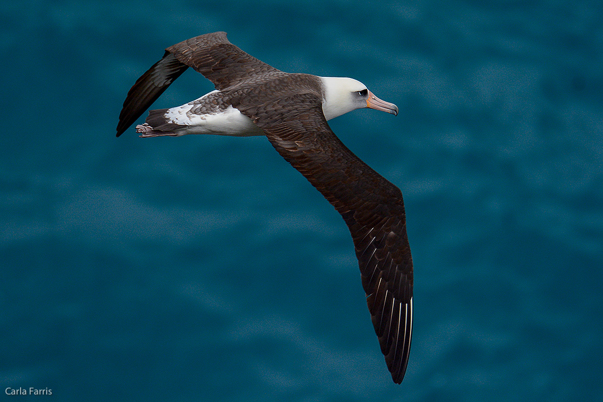 Albatross