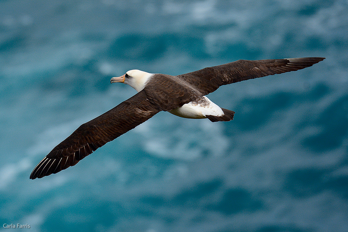 Albatross