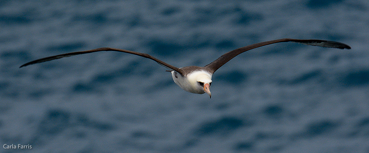 Albatross