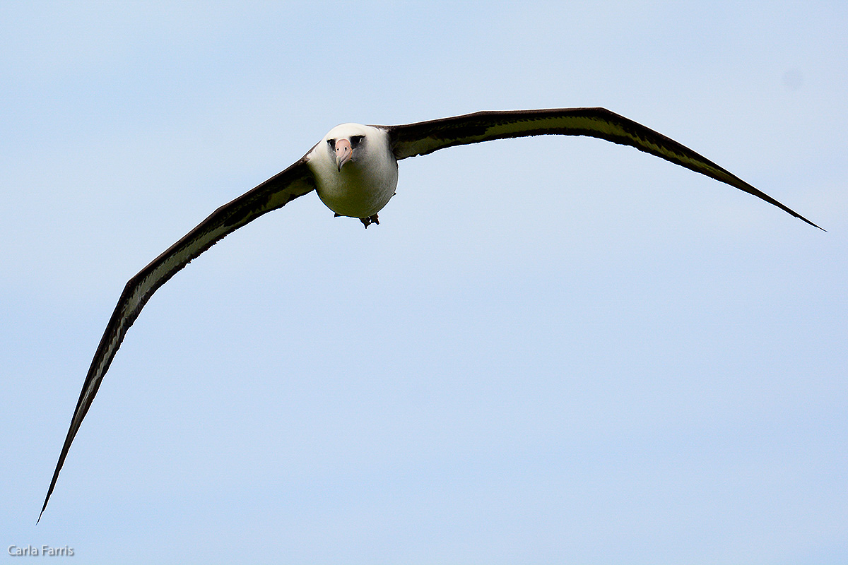 Albatross