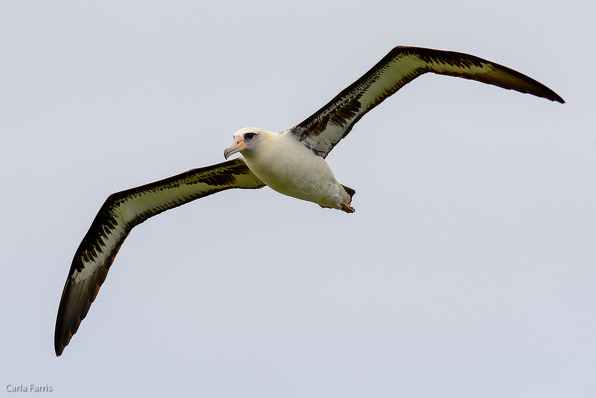 Albatross