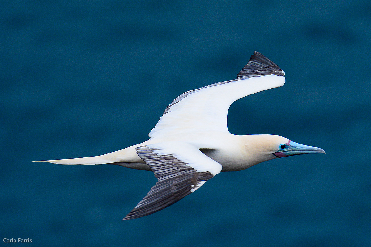 Red-Footed Booby