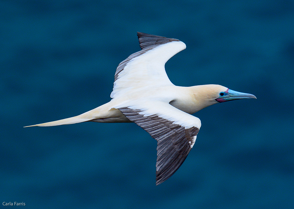 Red-Footed Booby