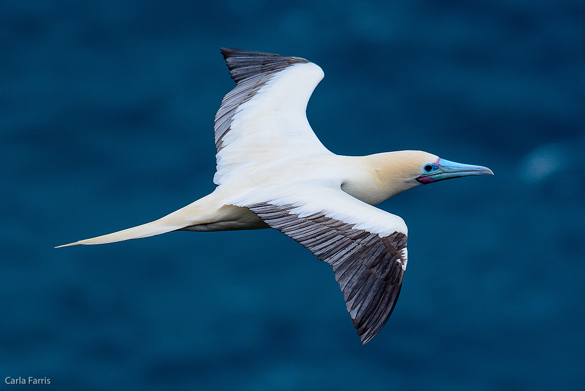 Red-Footed Booby