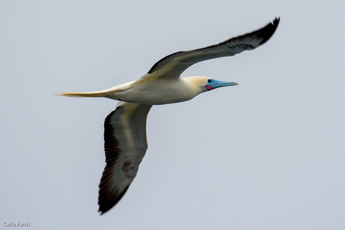 Red-Footed Booby