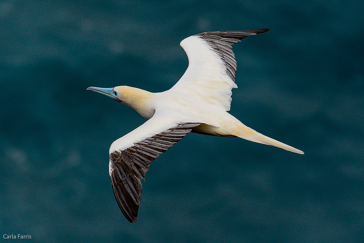 Red-Footed Booby