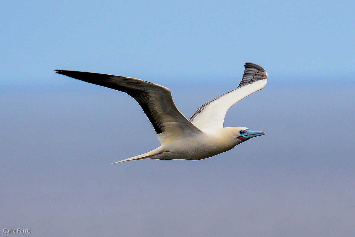 Red-Footed Booby