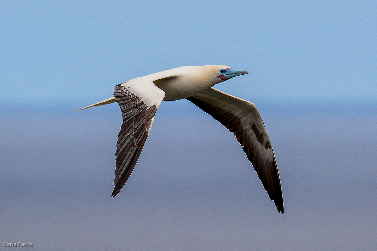 Red-Footed Booby