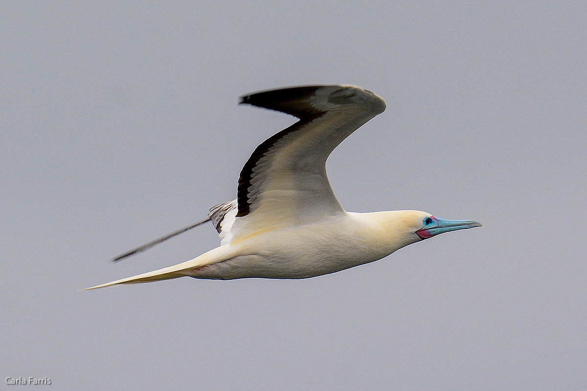 Red-Footed Booby