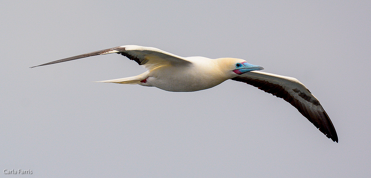 Red-Footed Booby