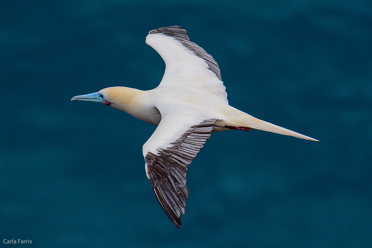 Red-Footed Booby