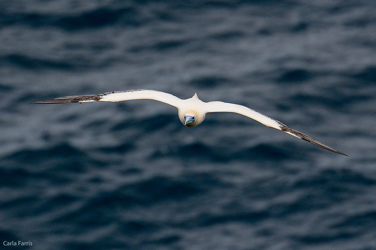 Red-Footed Booby