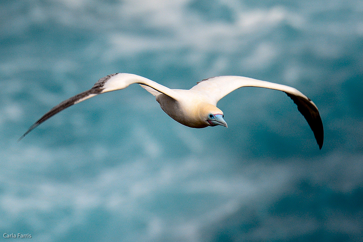 Red-Footed Booby