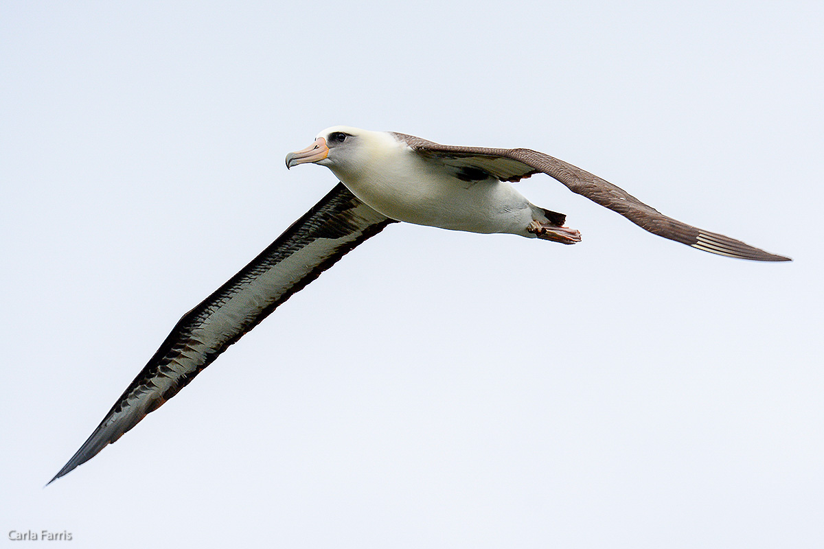 Albatross