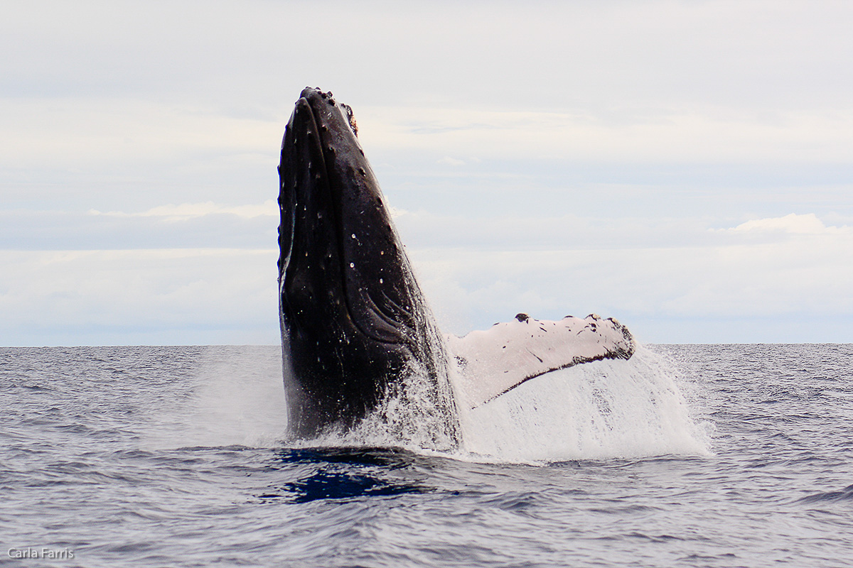 Humpback Whales